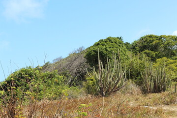 cactus near the beach