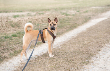 A young Belgian shepherd dog is standing, on a leash for training, in a field by the side of the road in nature