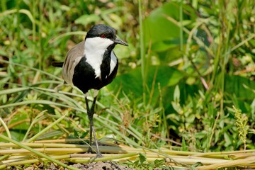 Ein Spornkiebitz (Vanellus spinosus) im Grasland, Äthiopien.