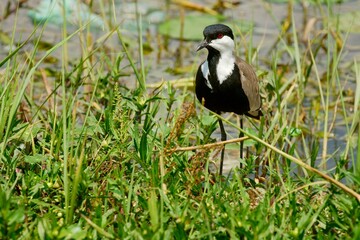 Ein Spornkiebitz (Vanellus spinosus) im Grasland, Äthiopien.