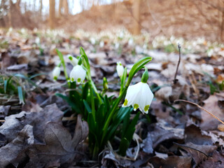 Frühling im Wald. Close up, Künstlerisches Makrobild. Schneeglöckchen. Garmisch-Partenkirchen,...