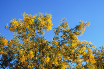 Fototapeta premium Springtime. Branches of Acacia dealbata tree with bright yellow flowers against blue sky