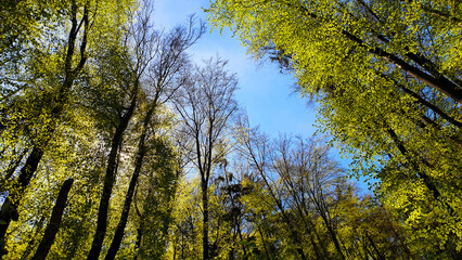 Obraz premium Frühling im Wald. Wandern in Bayern Alpen, Bavaria, Deutschland, Europe.
