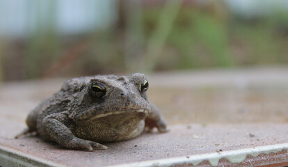 Texas Toad Anaxyrus speciosus in Organic Garden