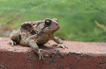 Texas Toad Anaxyrus speciosus in Organic Garden