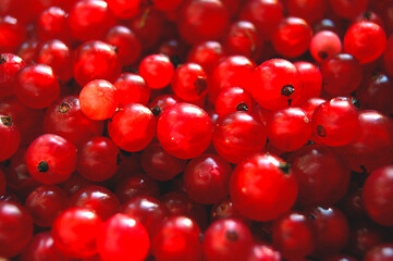 Macro photo of red currant berries background.