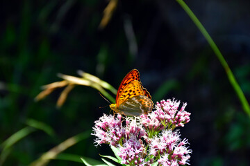 Frühling im Wald. Close up, Künstlerisches Makrobild. Schmetterling (Kaisermantel) auf einem grünem Laub Hintergrund in einem Märchengarten.  Garmisch-Partenkirchen, Bayern Alpen, Bavaria, Deutschland