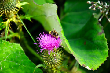 Frühling im Wald. Close up, Künstlerisches Makrobild einer Hummel auf einer blühenden rosa Blume mit Grünem Laub Hintergrund. Entspannt wandern in Bayern Alpen, Bavaria, Deutschland.