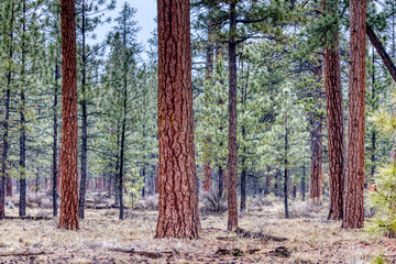 Ponderosa Pines in Sisters, Oregon