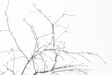 Winter branches covered with snow and ice on white sky background