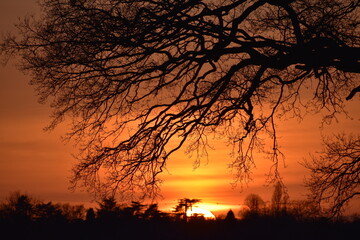 Sunset under the oak tree branches, spring, Coombe Abbey, Coventry, England, UK