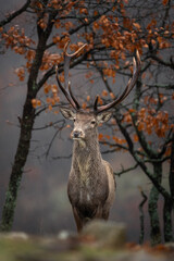 Fototapety  Red deer in the wood. Deer during winter. Nature in Rhodope mountains. European wildlife. 