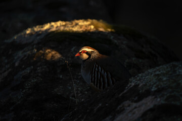 Red legged partridge on the stone. Partridge in Spain nature. European wildlife. Animals in the Sierra Andújar.