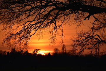 Sunset through the oak tree branches, spring, Coombe Abbey, Coventry, England, UK