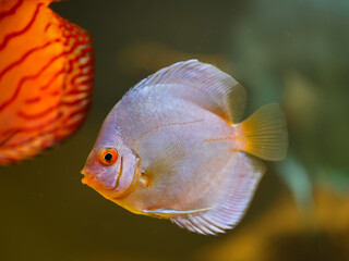 Portrait eines Diskus Diskusbuntbarsch in einem Schwarzewasser Aquarium.