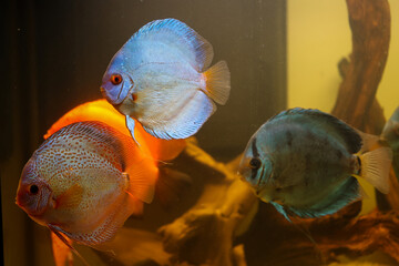 Portrait eines Diskus Diskusbuntbarsch in einem Schwarzewasser Aquarium.