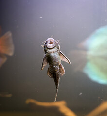 Ein Antennenwels hat sich an der Scheibe eines Aquariums angesaugt.
