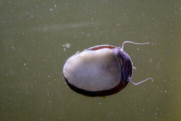 Eine Stahlhelmschnecke, Anthrazit-Napfschnecke oder Neritina in einem Meerwasseraquarium.