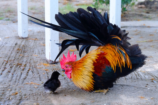 Beautiful chicken teaching his small black baby to find food on the outdoor ground. Father and child concept.