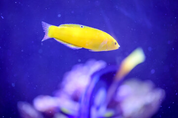 Ein gelber Lippfisch im Meerwasseraquarium. Bei Gefahr verschwinden sie im Sand, Bodengrund.

