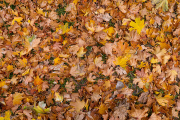 Fallen yellow and orange autumn leaves, covering green grass