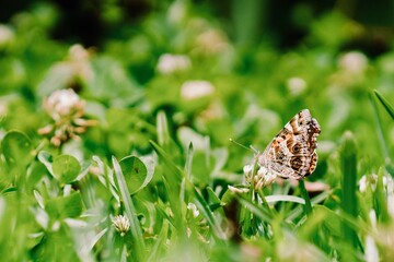 Macro Butterfly in garden
