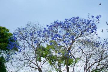 Guatemalan tree with flowers 