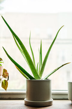 Aloe plant still life
