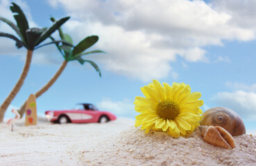 Flower and Sea Shell on Beach With Palm Tree in Background