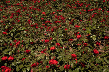 Landscaping and garden design. Blossoming roses flower bed in the park. View of Rosa La Sevillana flowers of red petals spring blooming in the garden.