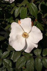 Obraz premium Floral. Rosa Sally Holmes white flower blooming in spring in the garden. 