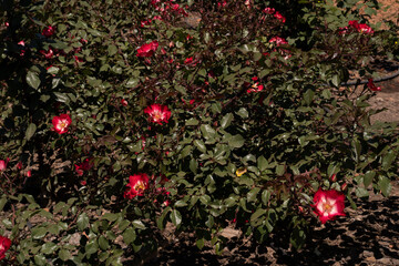 Roses flower bed blooming in the park. Closeup view of Rosa Cherry Meidiland green leaves and flowers of red and white petals blossoming in spring in the garden.
