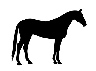 A beautiful thoroughbred horse standing motionless. Black silhouette on a white background