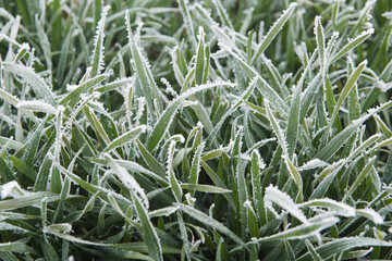 frost on green wheat close up. Nature background.