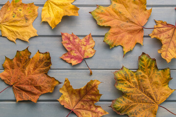 Naklejka na ściany i meble autumn maple leaves on a blue wooden table