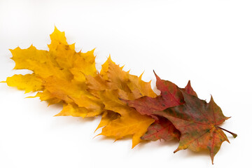 Autumn background, maple leaves on a white background.	
