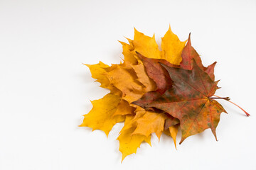 Autumn background, maple leaves on a white background.	
