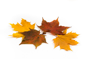 Naklejka na ściany i meble Autumn background, maple leaves on a white background. 