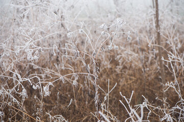 frozen withered branches covered with frost in winter