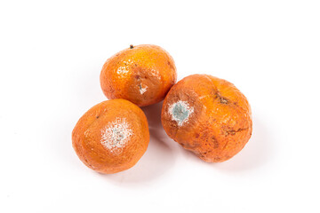 moldy and bad  tangerine fruit isolated on white background