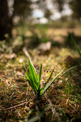 Small tree sprout illuminated by the sun