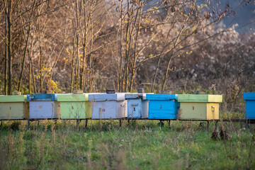 A row of bee hives in a field of flowers with an orchard behind. Hives of bees in the apiary. Painted wooden colorful beehives with active honey bees.