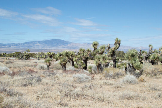 Joshua Trees In California Desert Landscape