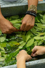 Lava&ccedil;&atilde;o das Folhas de Chacrona no Feitio da Ayahuasca