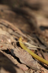 leaf on the rocks