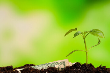 Image of bank notes rolled around plants on soil for business