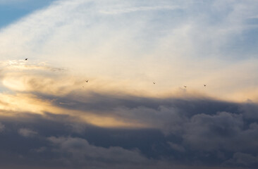 Flock of seagulls flying to the sunset behind the clouds