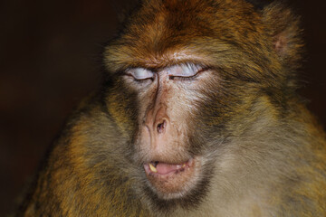 Berberaffe / Barbary macaque / Macaca sylvanus.