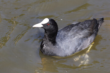 Blässhuhn / Eurasian coot / Fulica atra