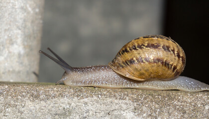 Snail crawling in a ledge